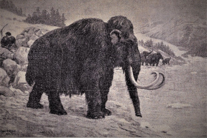 Mammut